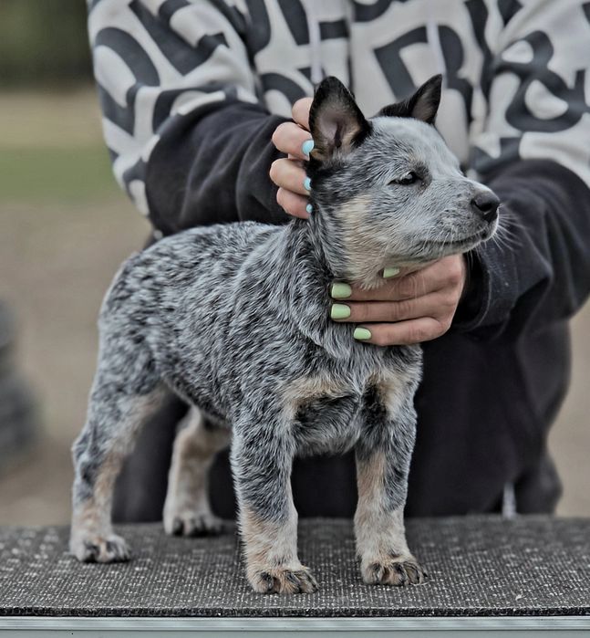 Australian Cattle Dog-femela