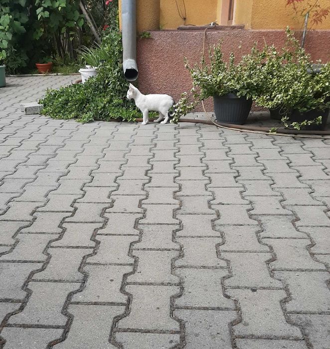 Salvati puiuti de pisica abandonati pe camp !
