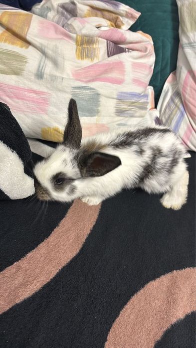 Pui iepuri cu urechi mari