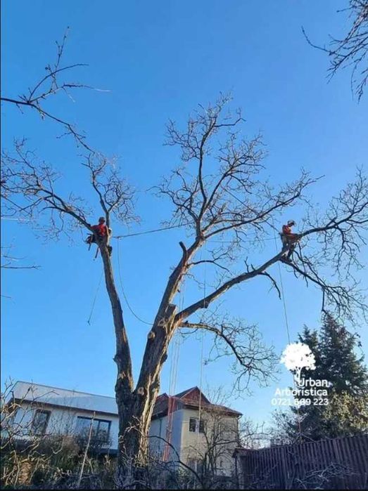 Toaletare Copaci Arbori Pomi Ingrijire Tuns Tuia Cluj-Napoca