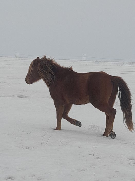 Бес жасар айғыр сатылады