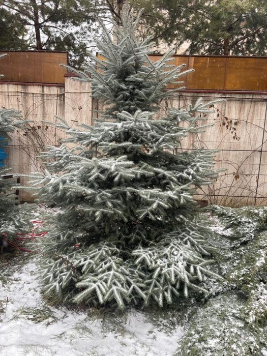 Голубая ель 2 шт