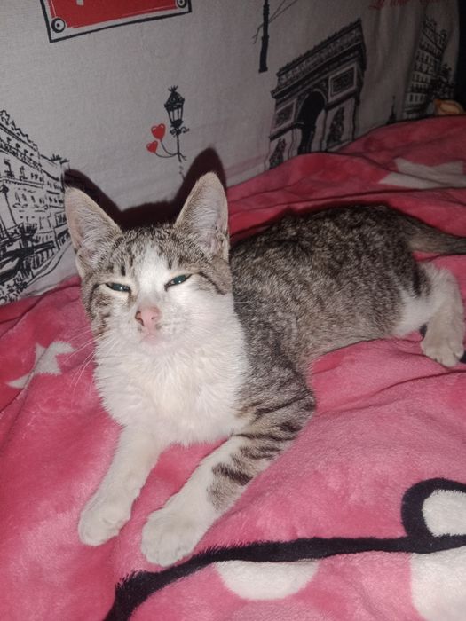 Отдам котенка девочку в хорошие руки