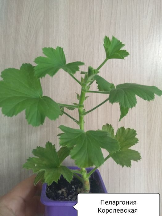 Продам Королевскую Пеларгонию