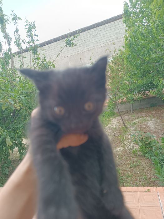 Отдаём Кошку и котят в хорошие руки