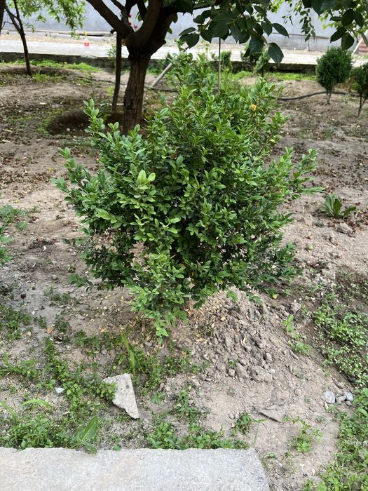 Декоративные кустарники с места выращивания самовывоз