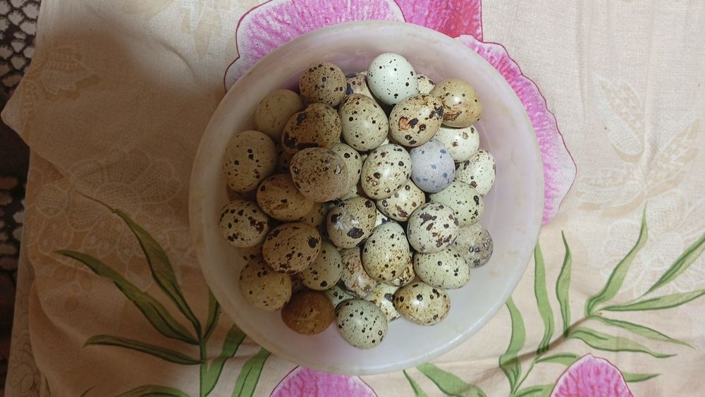 Перепелиные яйца.