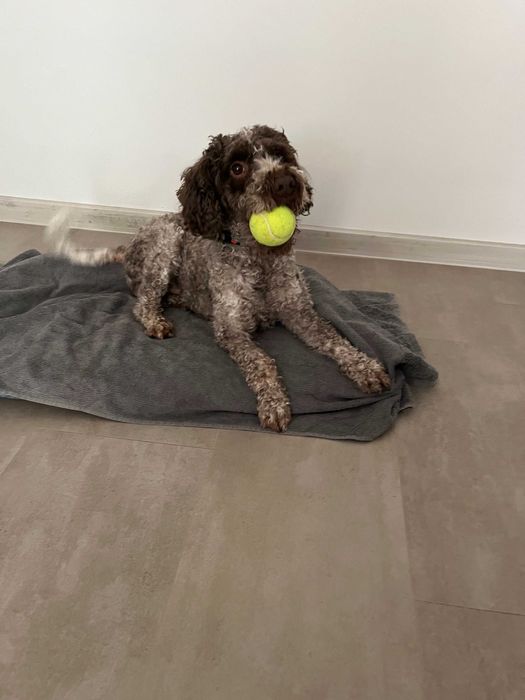 Търсим добро семейство за нашето куче