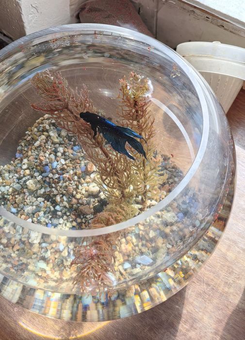 Петушок, аквариум круглый