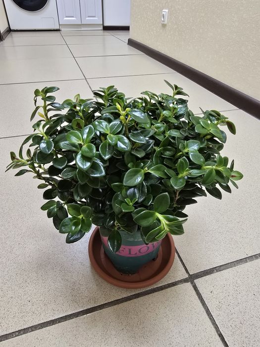 Продам комнатные цветы