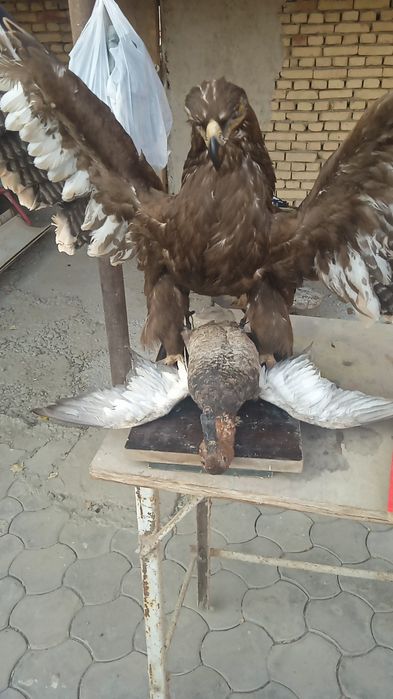 Изготовление чучело диких животных и птиц