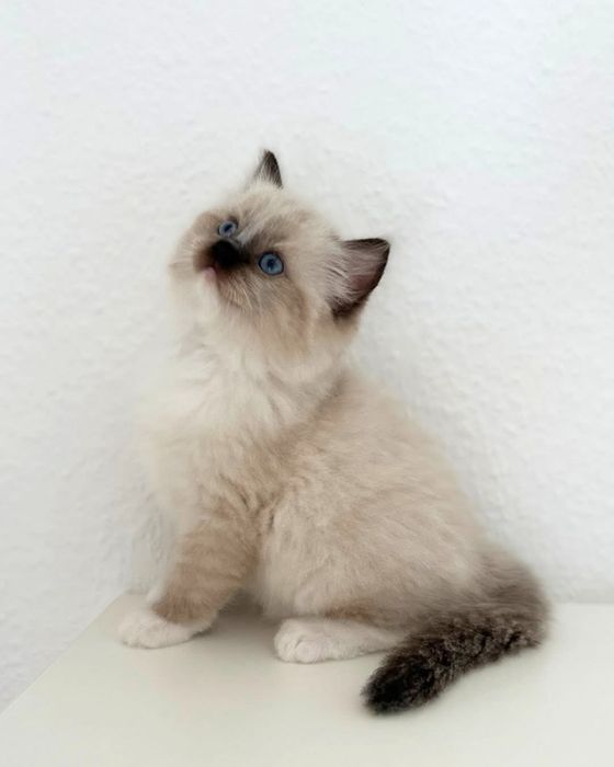 Ragdoll puiut mascul