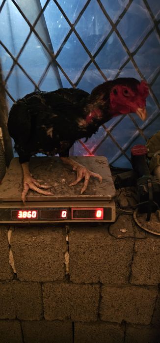 Дакан петухи майские