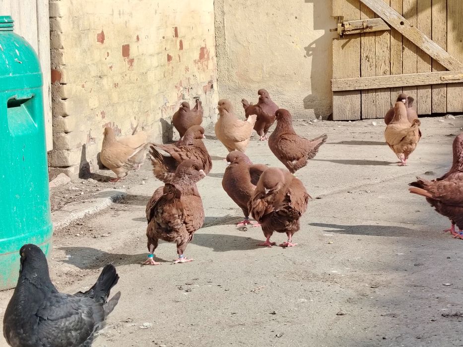 Vând porumbei rasa king