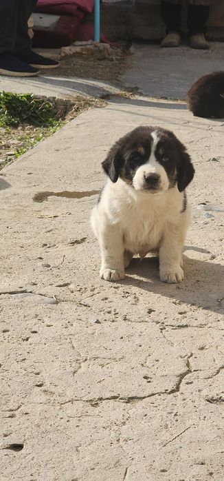 Продаются Щенята в добрые руки.