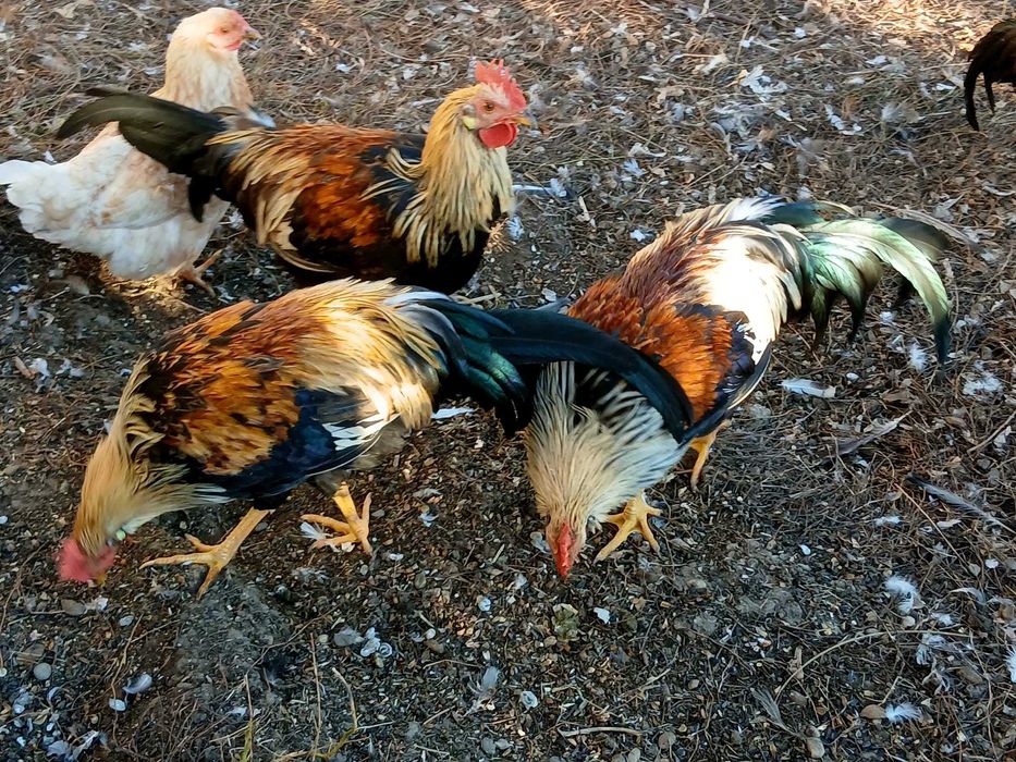 cocosi italieni 2025