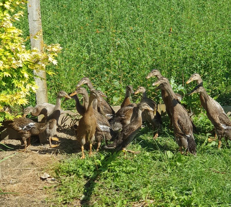 Vând rațe indiene alergătoare, ouă, boboci
