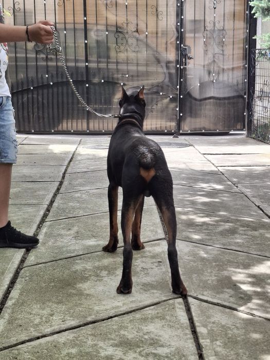 Vând Câine Doberman