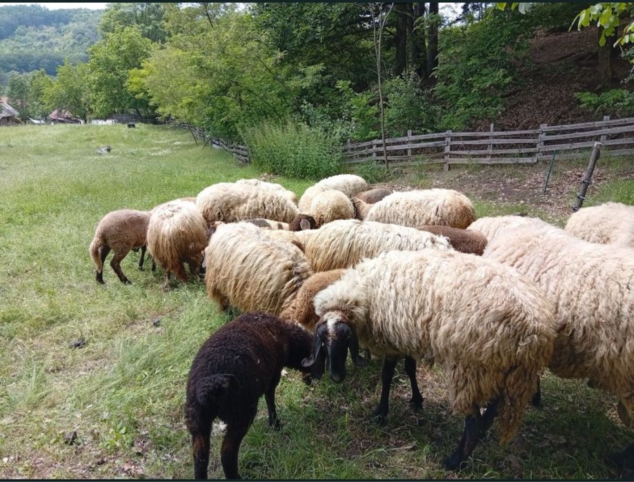 Vand oi urgent pe bucata