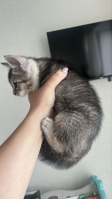 Продам котят метисы скотиш страйт