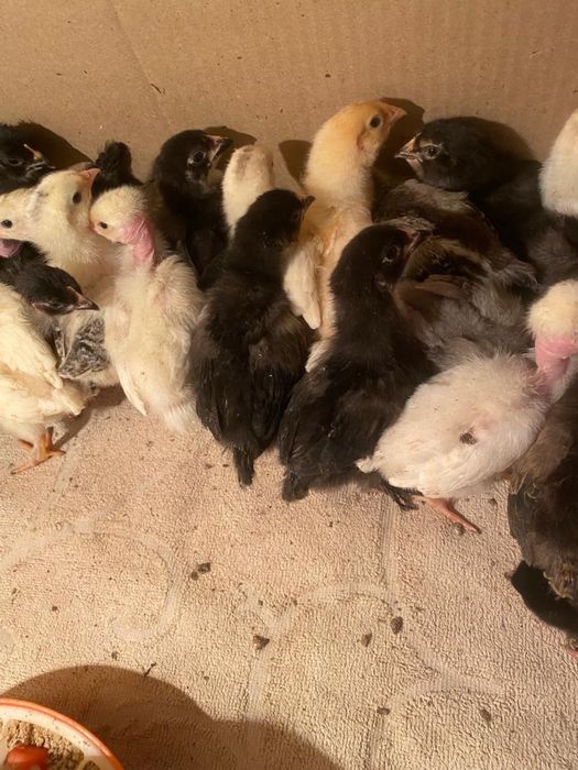 Уй тауык балапандары