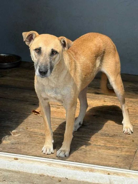 Adopta un caine - un sufletel are nevoie de stapan!