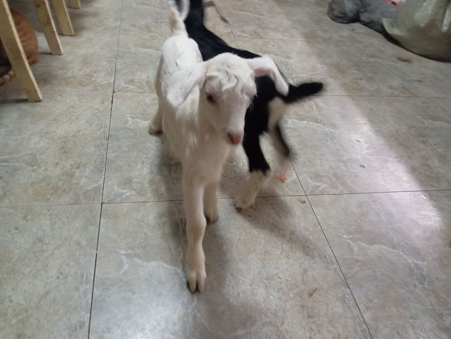 Продам козлят мальчиков