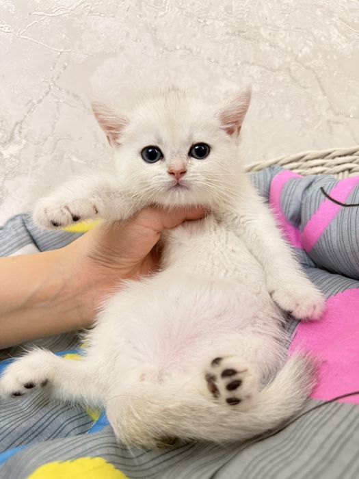 На продаже котята серебристые шиншиллы