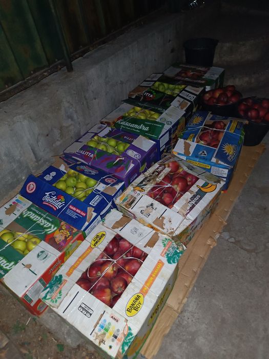 Продам отборные яблоки