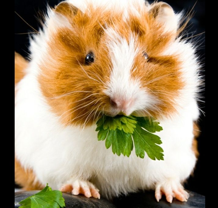 Морские свинки продаю