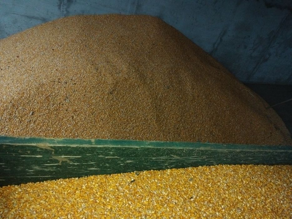 Porumb  boabe cantitate mare