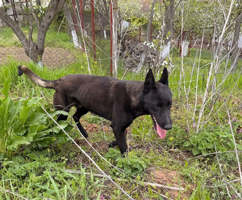 Pui ciobanesc malinois, lup belgian carbone