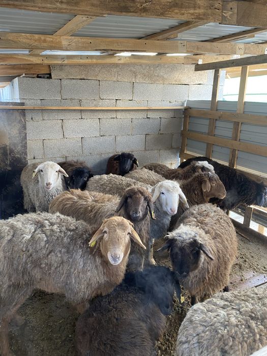 Қой сатылады оптом