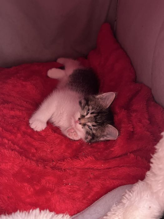 Милые игривые Котята