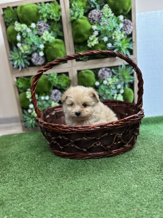 Помапу - Pomapoo.