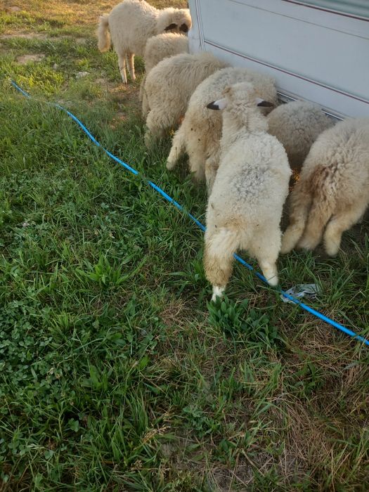 Vand i Miei românești