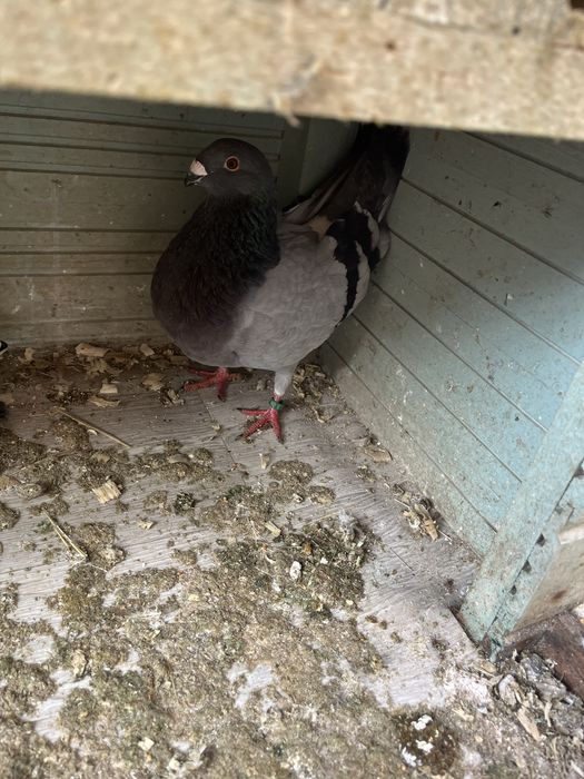 Vand femela gusat spaniol