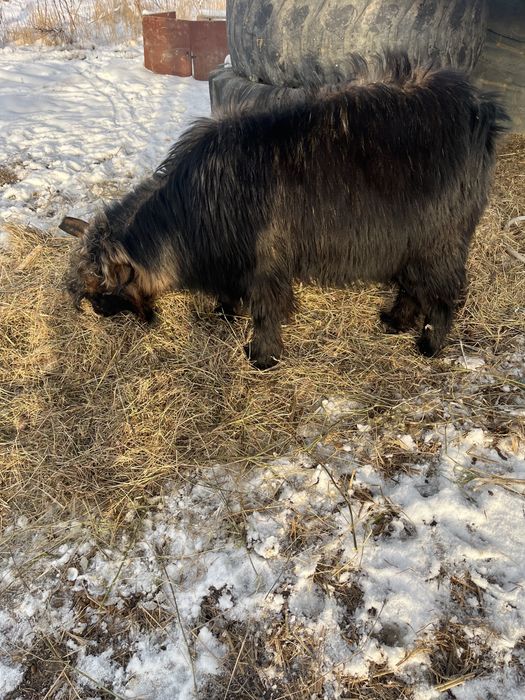 Ешкі сатылады ,козел