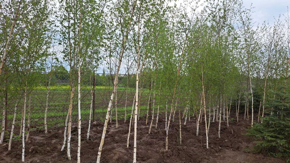 Copaci  ornamentali  la comanda