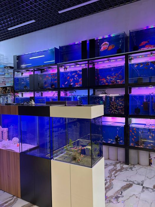 Akvarum va baliq magazin