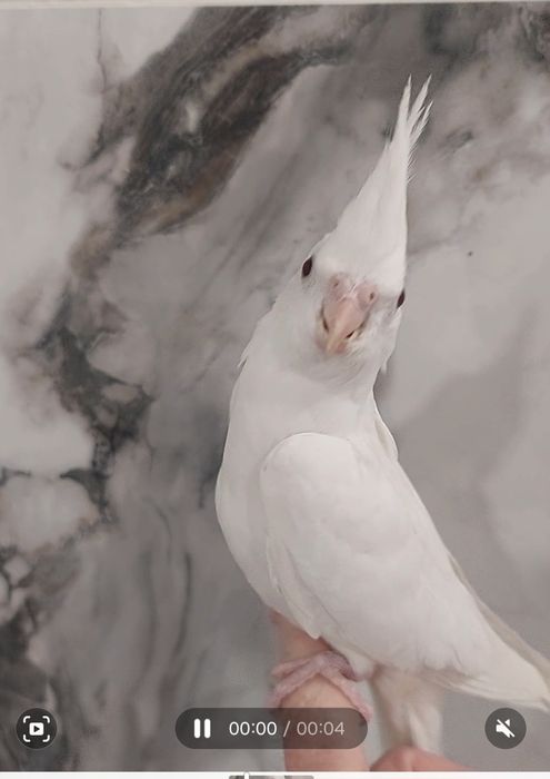 . неразлучники .волнистые .кореллы