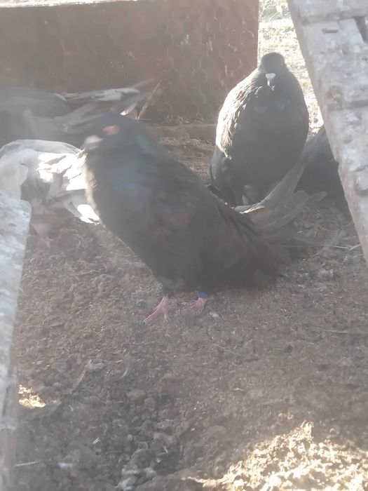 Старонемски гълъби