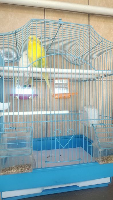 Vand pereche papagali perusi