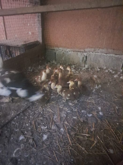 Продам индоутят тяжёлой линии
