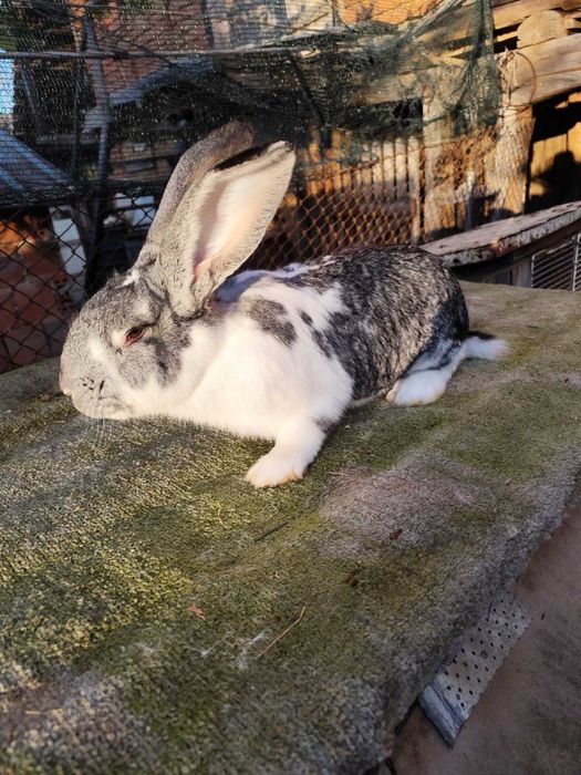 Продавам зайци и заешко месо