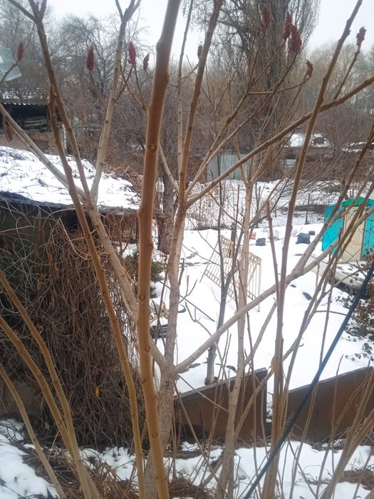 Саженцы, Сумаха.красивое дерево