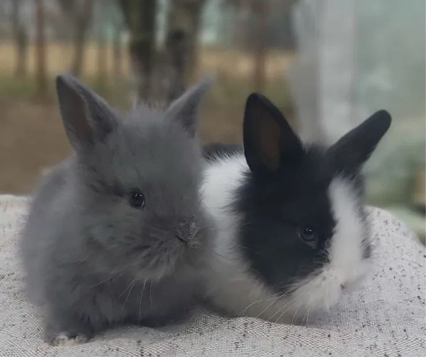 Iepuri pitici cap de leu