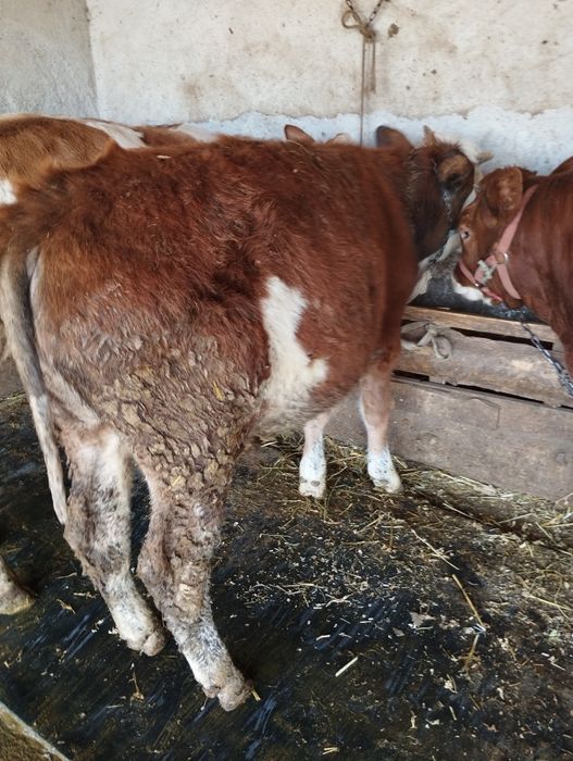 Vând tauras de 8 luni