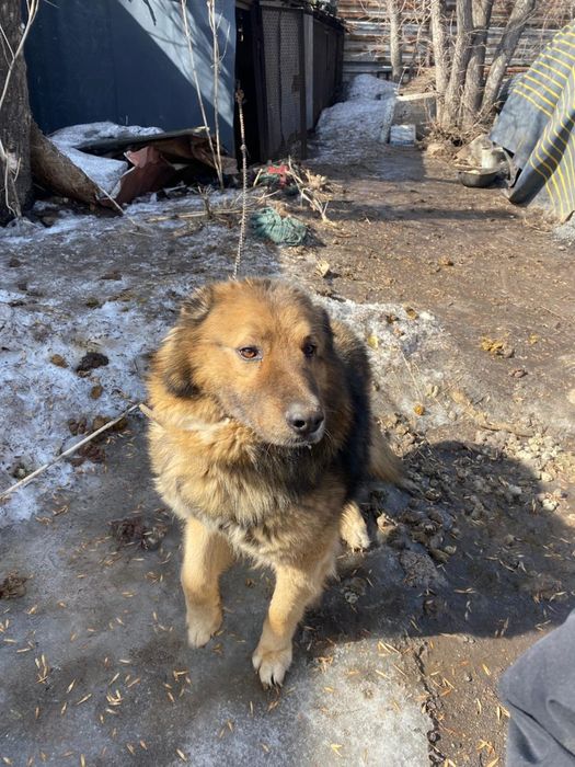 Красавчик Байкал в поисках дома!!