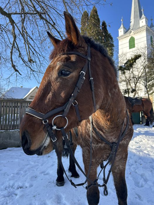 De vânzare cal castrat